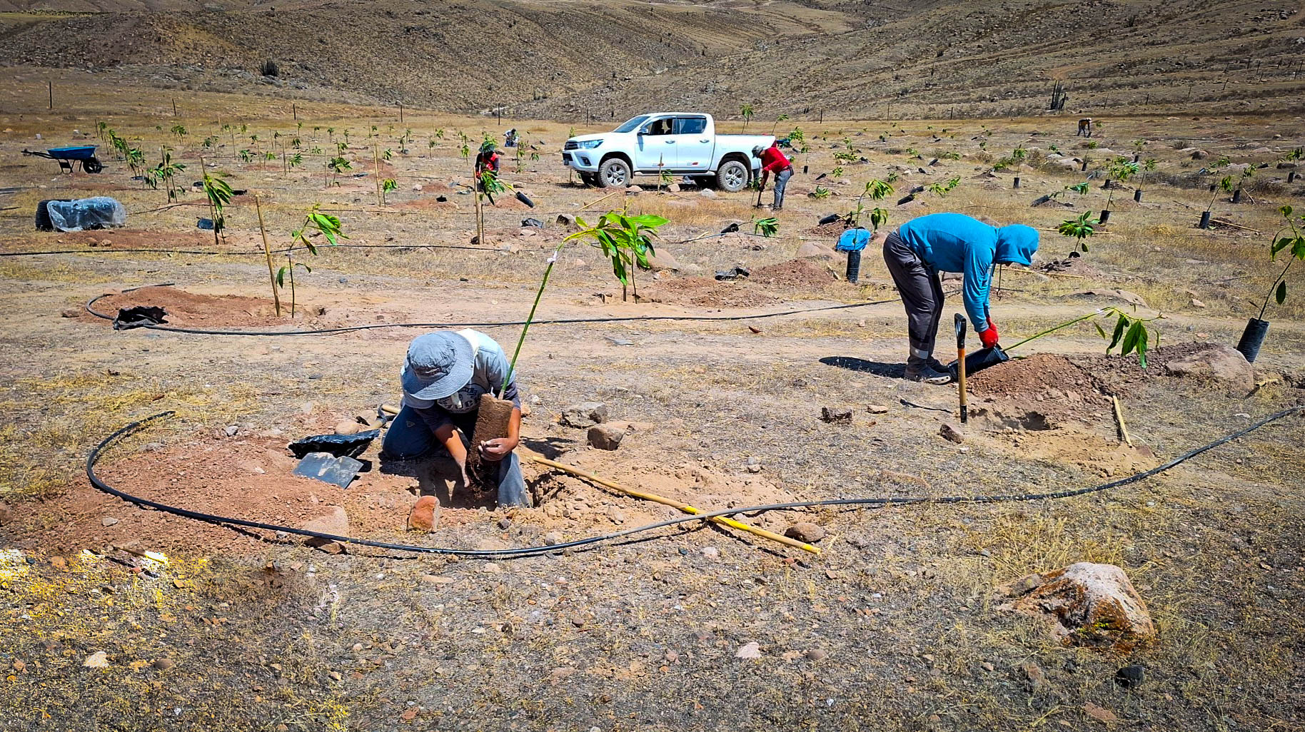 Realizan plantaciones de palto en 170 hectáreas de terreno en Lucanas