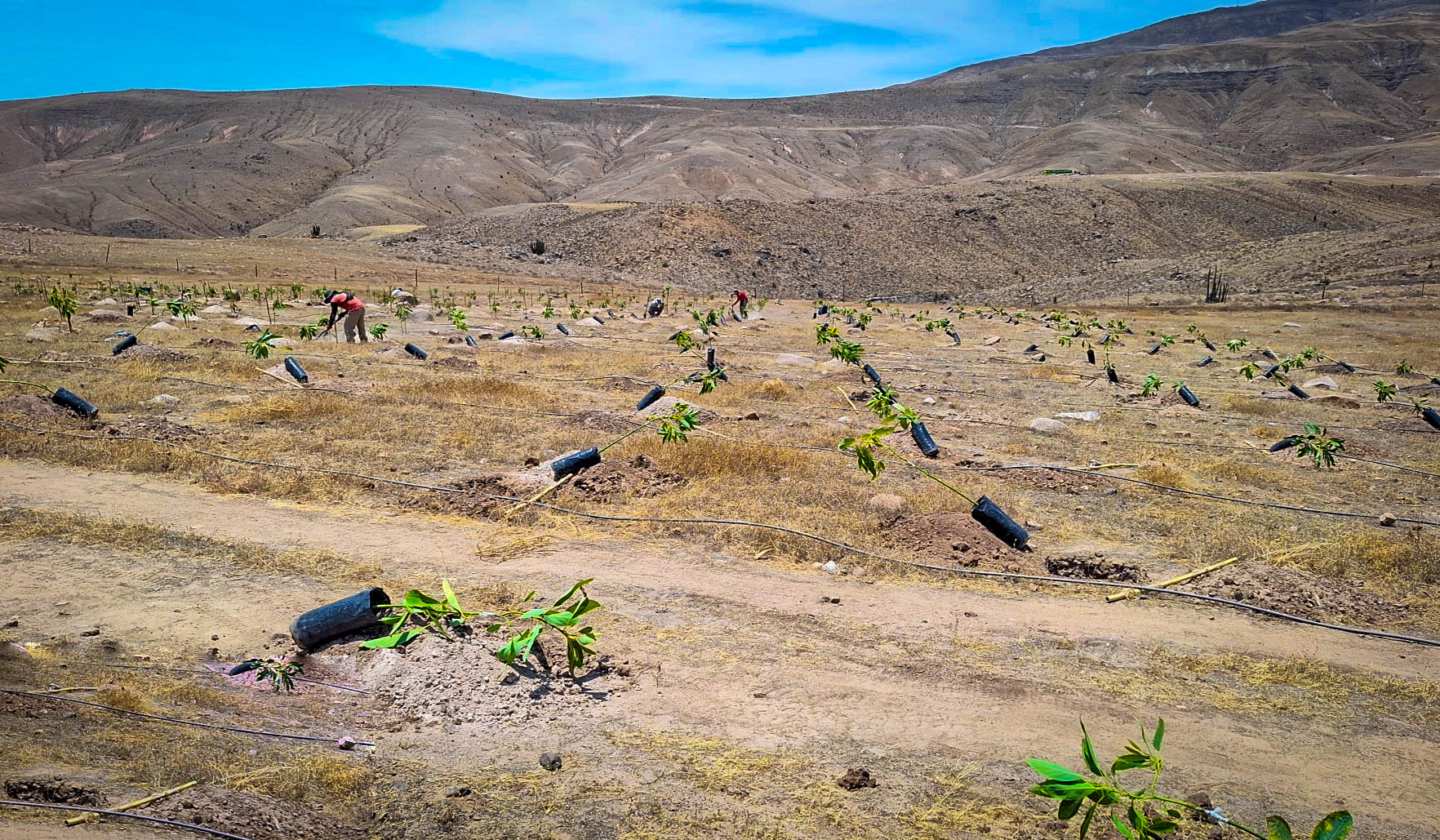 Realizan plantaciones de palto en 170 hectáreas de terreno en Lucanas
