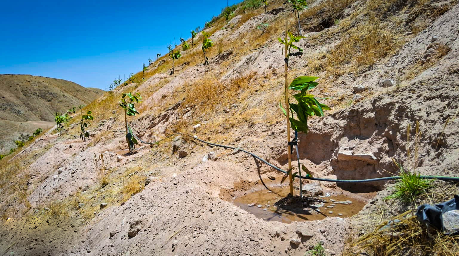 Realizan plantaciones de palto en 170 hectáreas de terreno en Lucanas