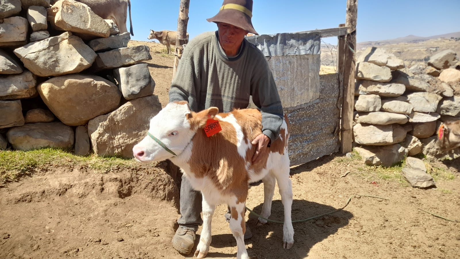Proyecto Bovino Huanca Sancos logró el nacimiento de 92 becerros mediante inseminación artificial