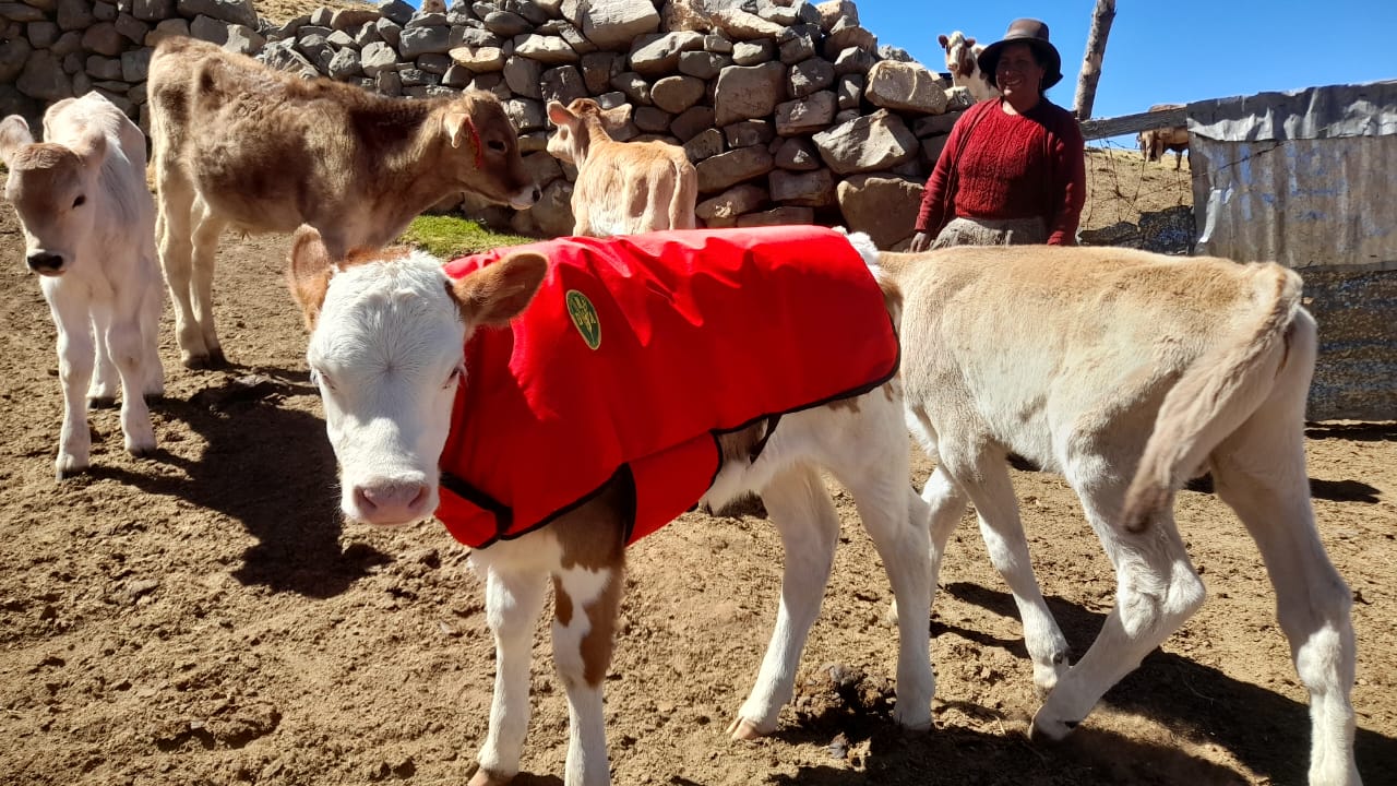 Proyecto Bovino Huanca Sancos logró el nacimiento de 92 becerros mediante inseminación artificial
