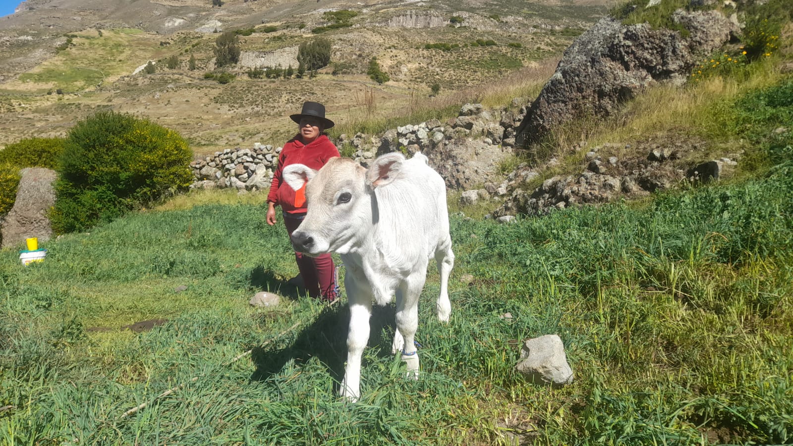 Proyecto Bovino Huanca Sancos logró el nacimiento de 92 becerros mediante inseminación artificial