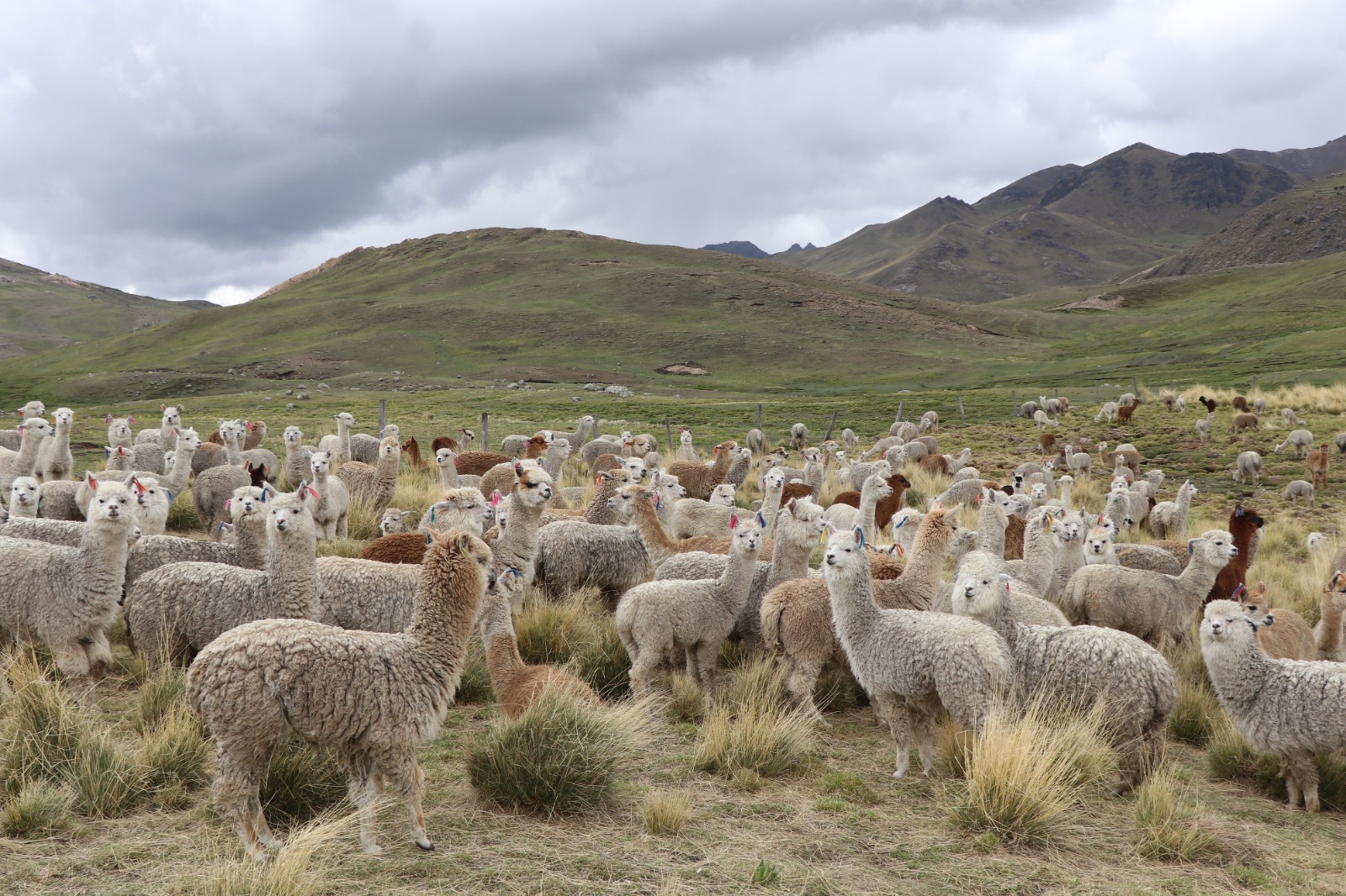 Proyecto Alpaca fortalece capacidades de productores locales en la región de Ayacucho