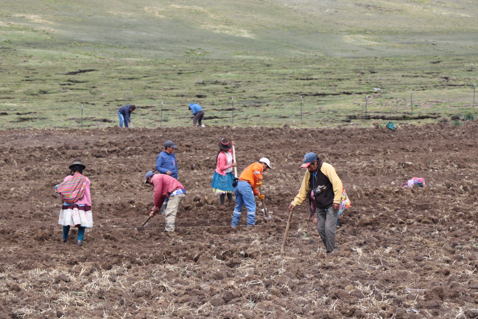 Proyecto Alpaca fortalece capacidades de productores locales en la región de Ayacucho