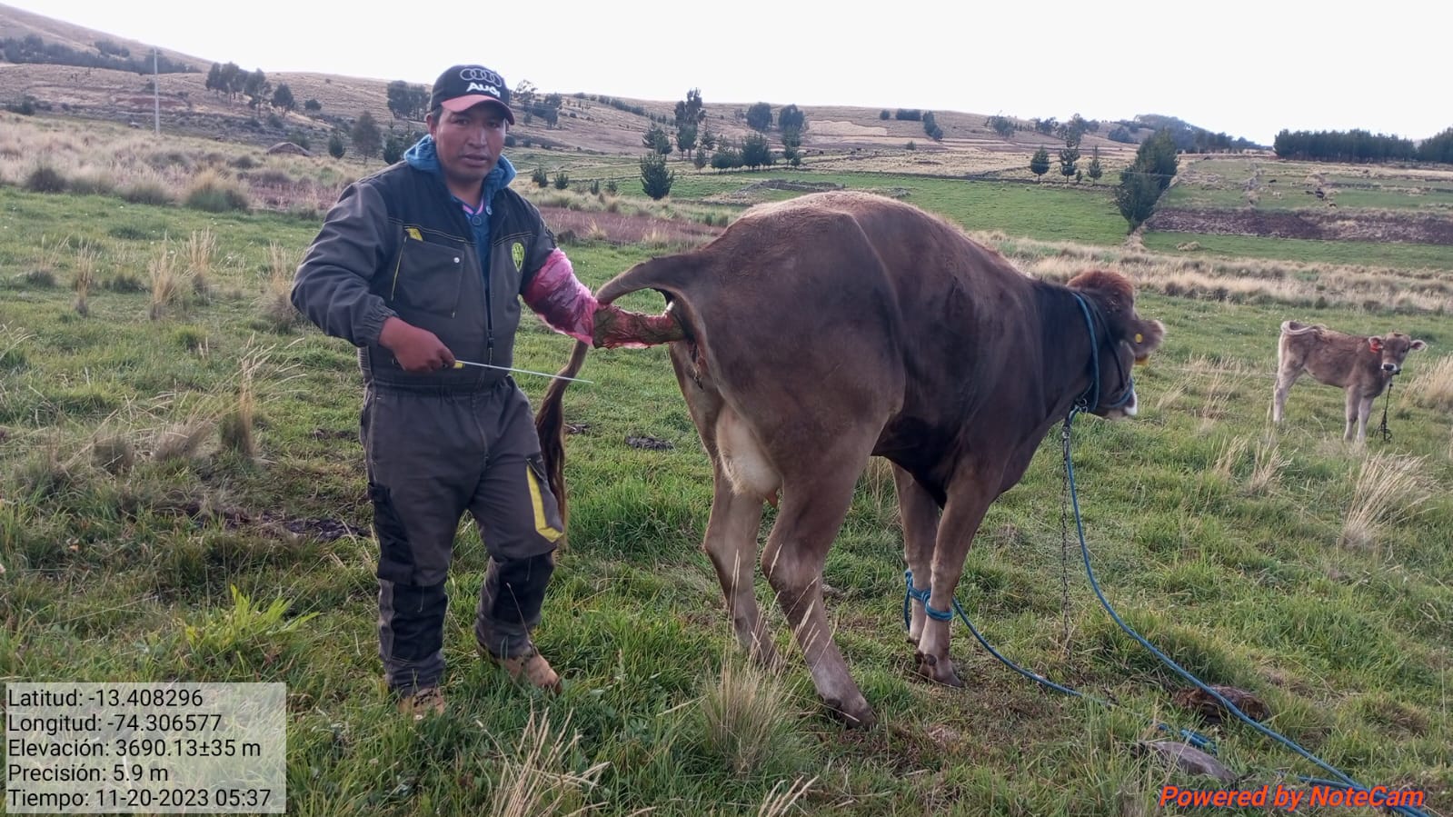 Promueve práctica sostenible de inseminación artificial