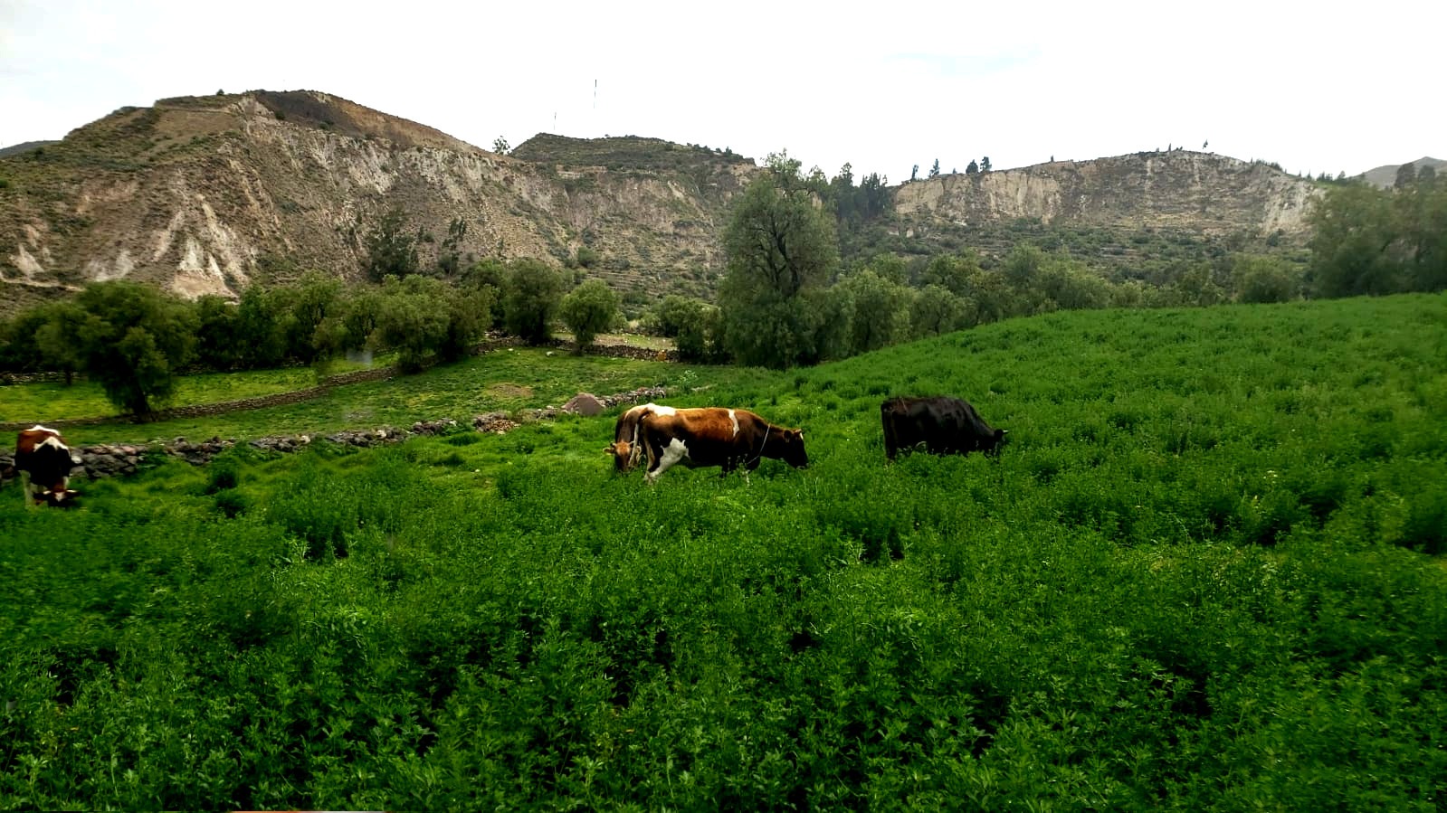 DRAA instala 123 hectáreas de pastos asociados y forrajeros en Lucanas