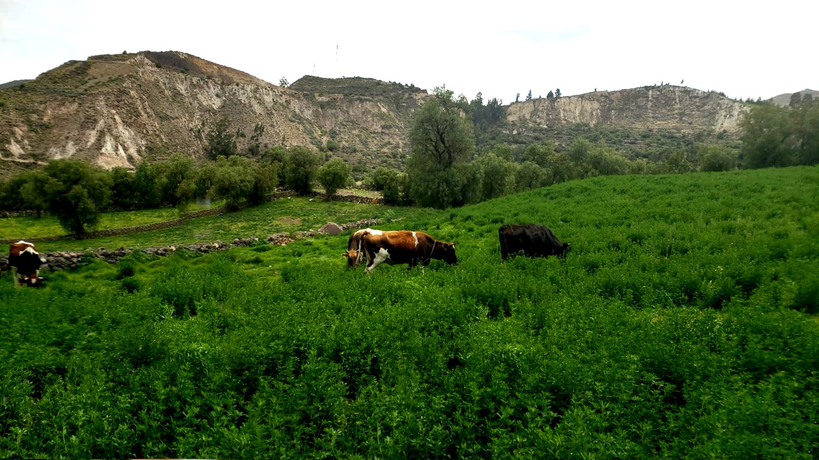 DRAA instala 123 hectáreas de pastos asociados y forrajeros en Lucanas