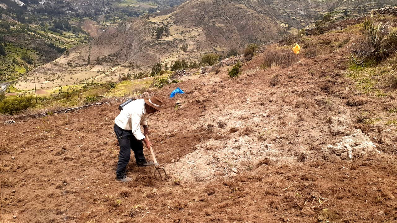 DRAA instala 123 hectáreas de pastos asociados y forrajeros en Lucanas