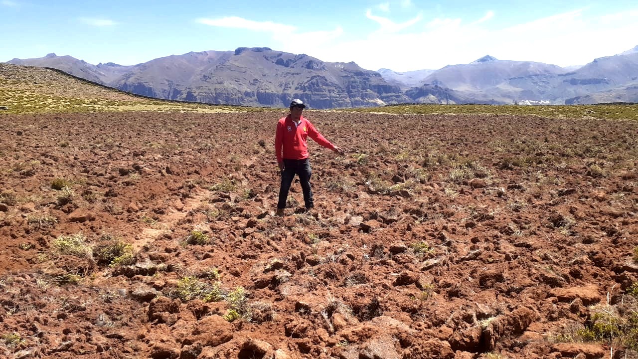 DRAA instala 123 hectáreas de pastos asociados y forrajeros en Lucanas