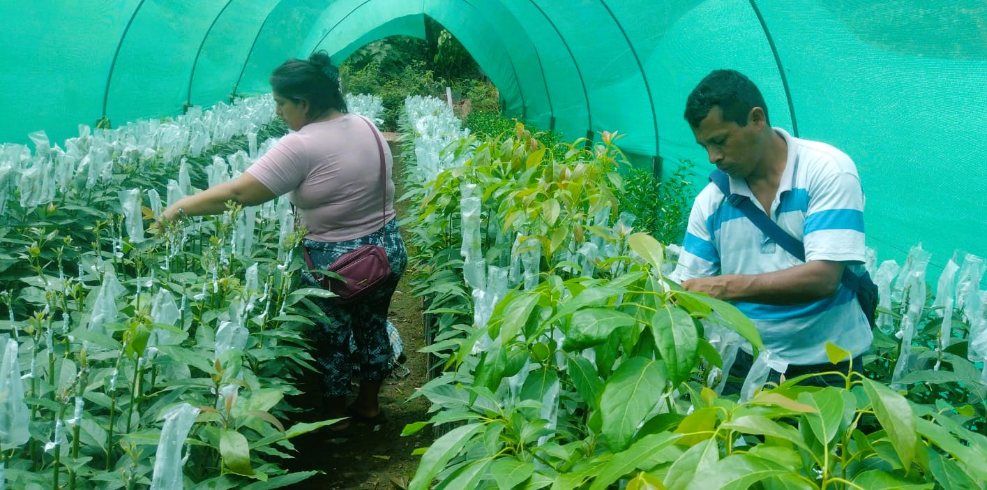 Proyecto Agroforestal entregará más de 262 mil plantones forestales y cítricos en Huanta y La Mar