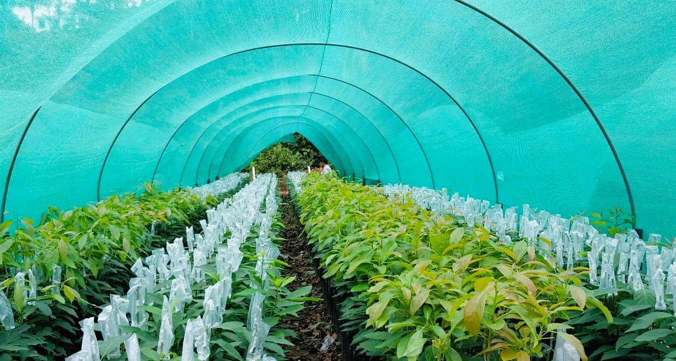 Proyecto Agroforestal entregará más de 262 mil plantones forestales y cítricos en Huanta y La Mar