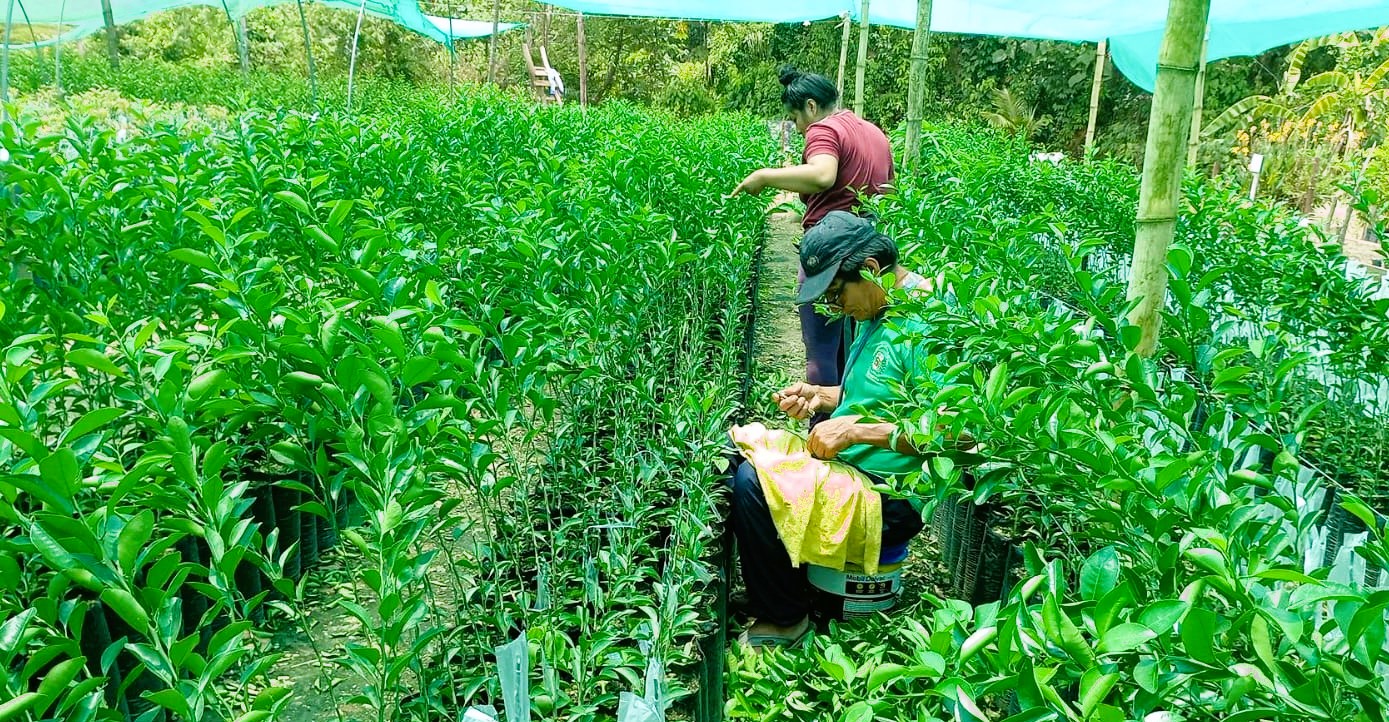 Proyecto Agroforestal entregará más de 262 mil plantones forestales y cítricos en Huanta y La Mar