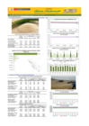 Vista preliminar de documento Boletín de abastecimiento y precio del ARROZ - 12/12/23