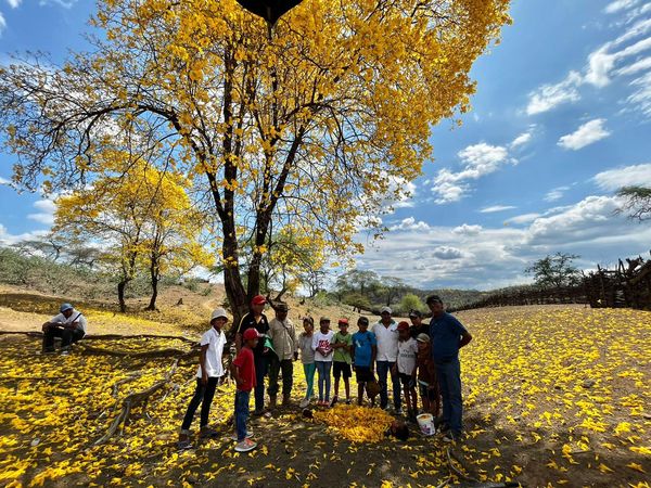 Gran Cruzada Verde sembrarán 100 plantones de guayacán al ingreso de Sullana