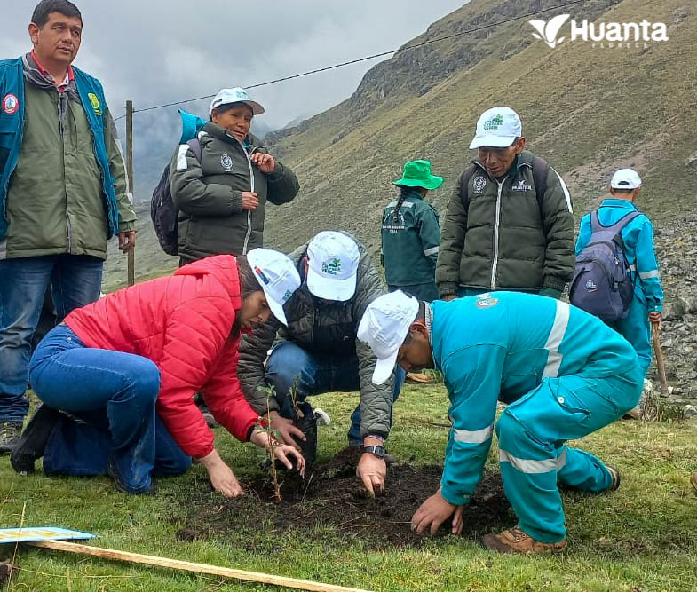 Campaña de forestación de Razuhuillca con plantas nativas (queñua)