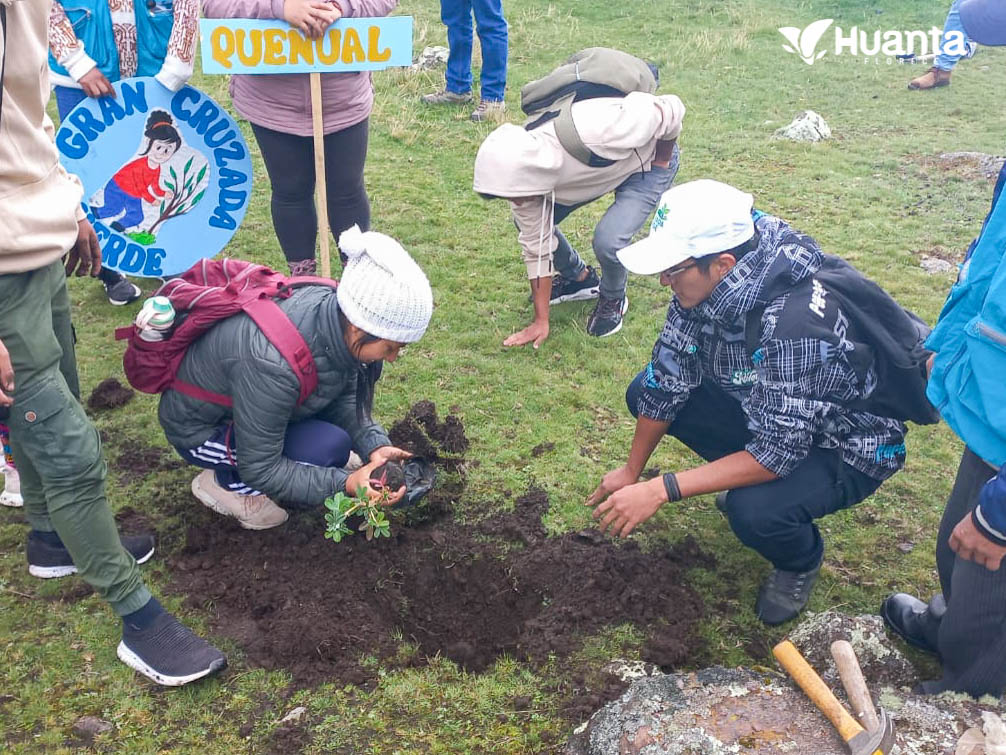 Campaña de forestación de Razuhuillca con plantas nativas (queñua)