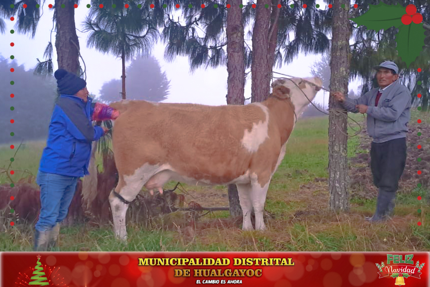 Los ganaderos de Hualgayoc