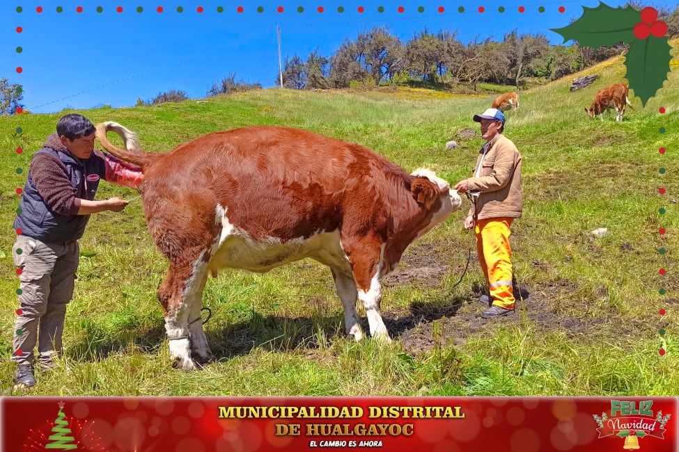 Los ganaderos de Hualgayoc