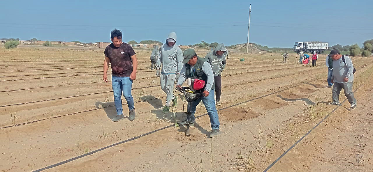 PEJEZA realiza la instalación de cultivo de tara en las parcelas de los socios de COAPSAP