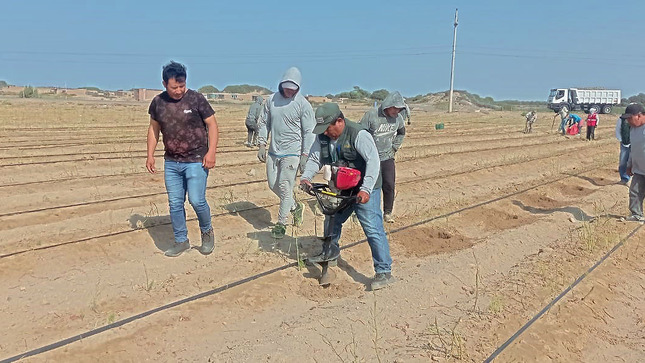 PEJEZA realiza la instalación de cultivo de tara en las parcelas de los socios de COAPSAP