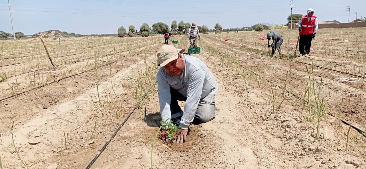 PEJEZA realiza la instalación de cultivo de tara en las parcelas de los socios de COAPSAP