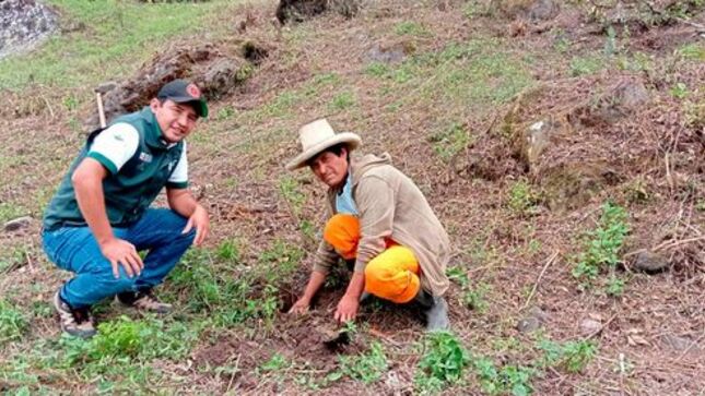 PEJEZA celebra la Semana Forestal con plantación de Tara en la provincia de San Pablo 