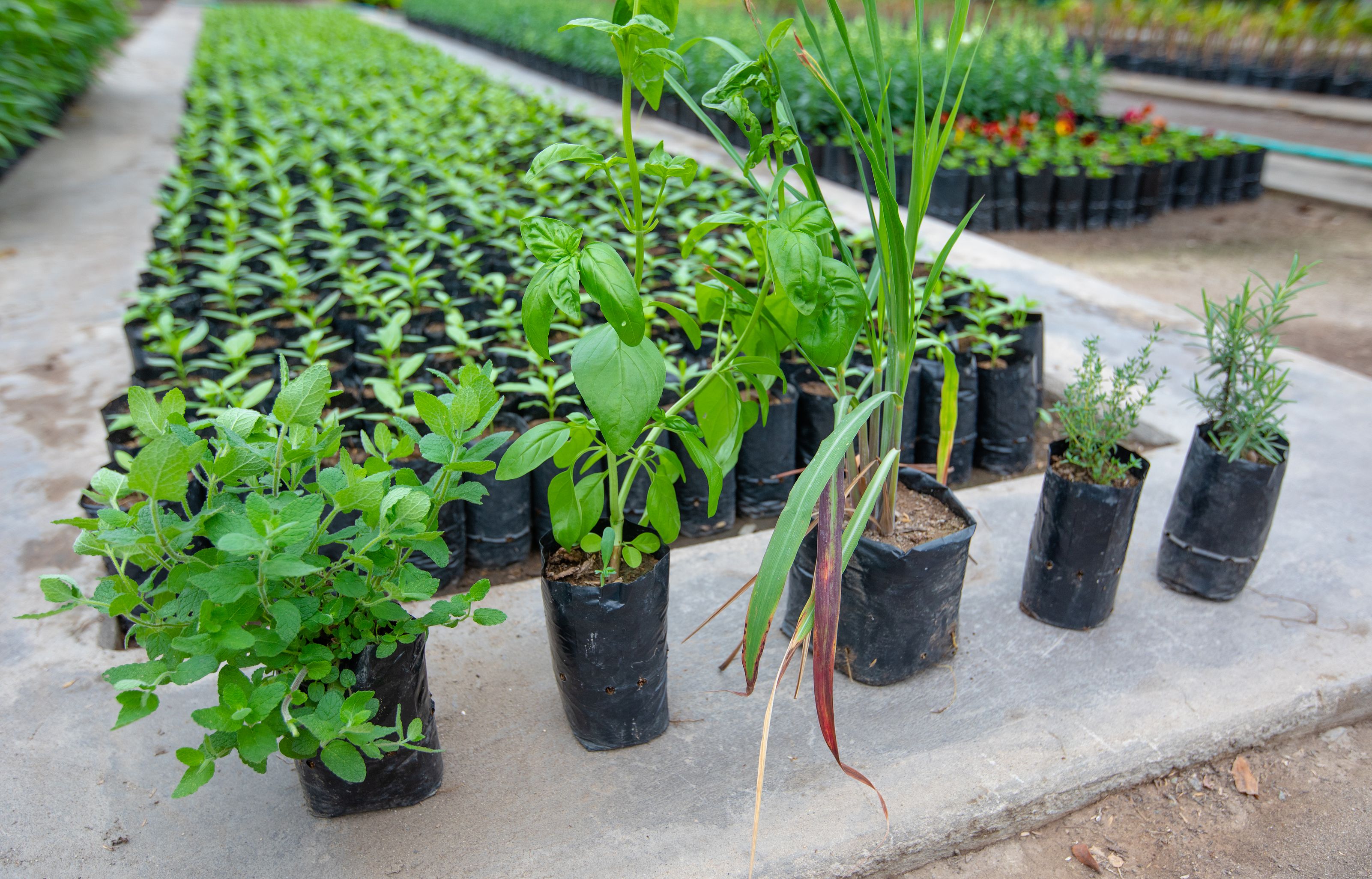 Plantas para ahuyentar a los mosquitos