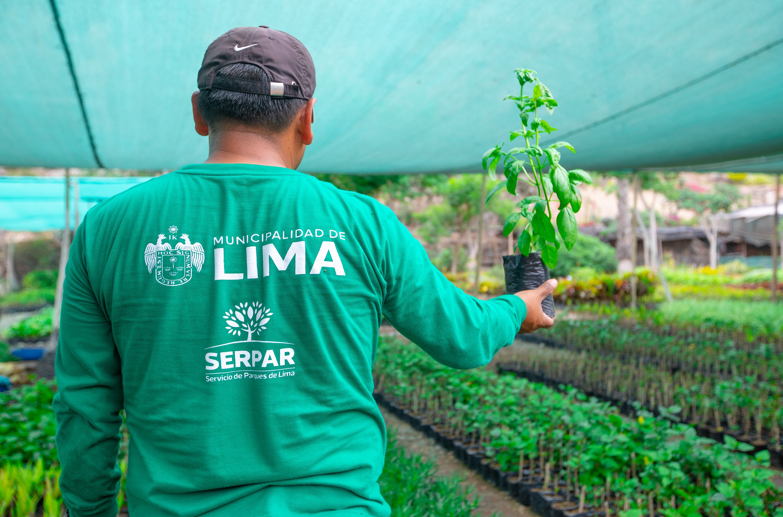 Una de estas plantas es la albahaca