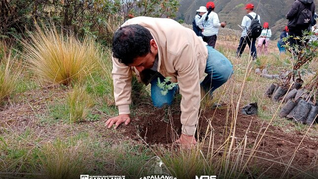 Reforestación y Forestación