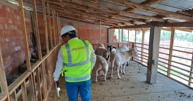 La Contraloría General alertó a la Municipalidad Provincial de Cotabambas que no se cuenta con medidas de seguridad ni la adecuada gestión de almacén del proyecto de la cadena productiva de ovinos en Tambobamba como resultado del control social a la ejecución de la obra realizado en el marco del programa Monitores Ciudadanos de Control (MCC).