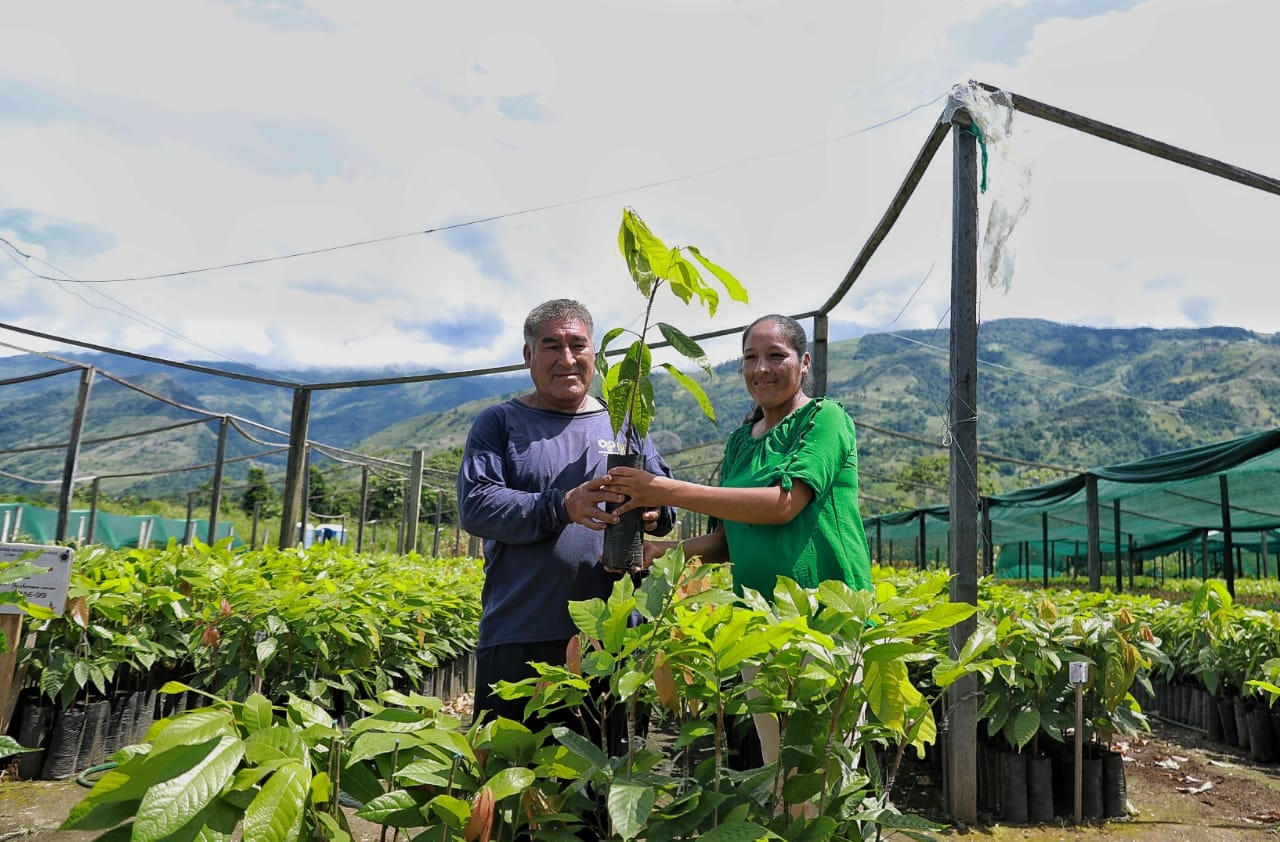 Vraem: Devida y la municipalidad de Santa Rosa entregan más de 159 000 plantones de cacao injertados