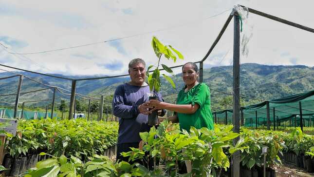 Vraem: Devida y la municipalidad de Santa Rosa entregan más de 159 000 plantones de cacao injertados