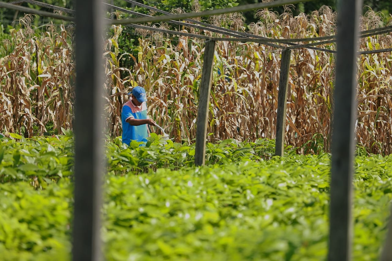 Vraem: Devida y la municipalidad de Santa Rosa entregan más de 159 000 plantones de cacao injertados