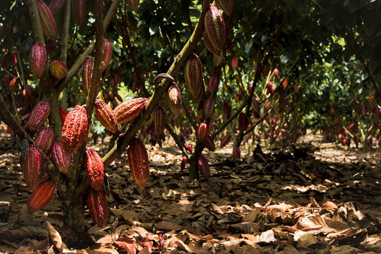 Vraem: Devida y la municipalidad de Santa Rosa entregan más de 159 000 plantones de cacao injertados