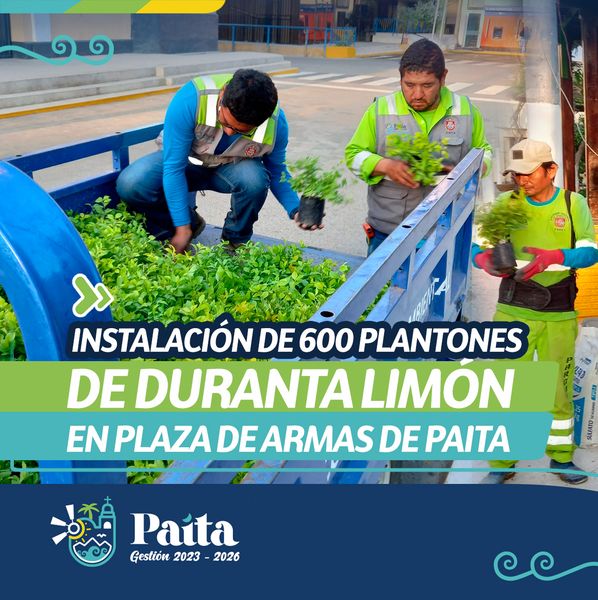 Instalación de 600 plantones de duranta limón en plaza de armas de Paita