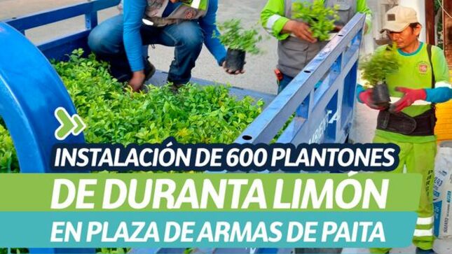 Instalación de 600 plantones de duranta limón en plaza de armas de Paita