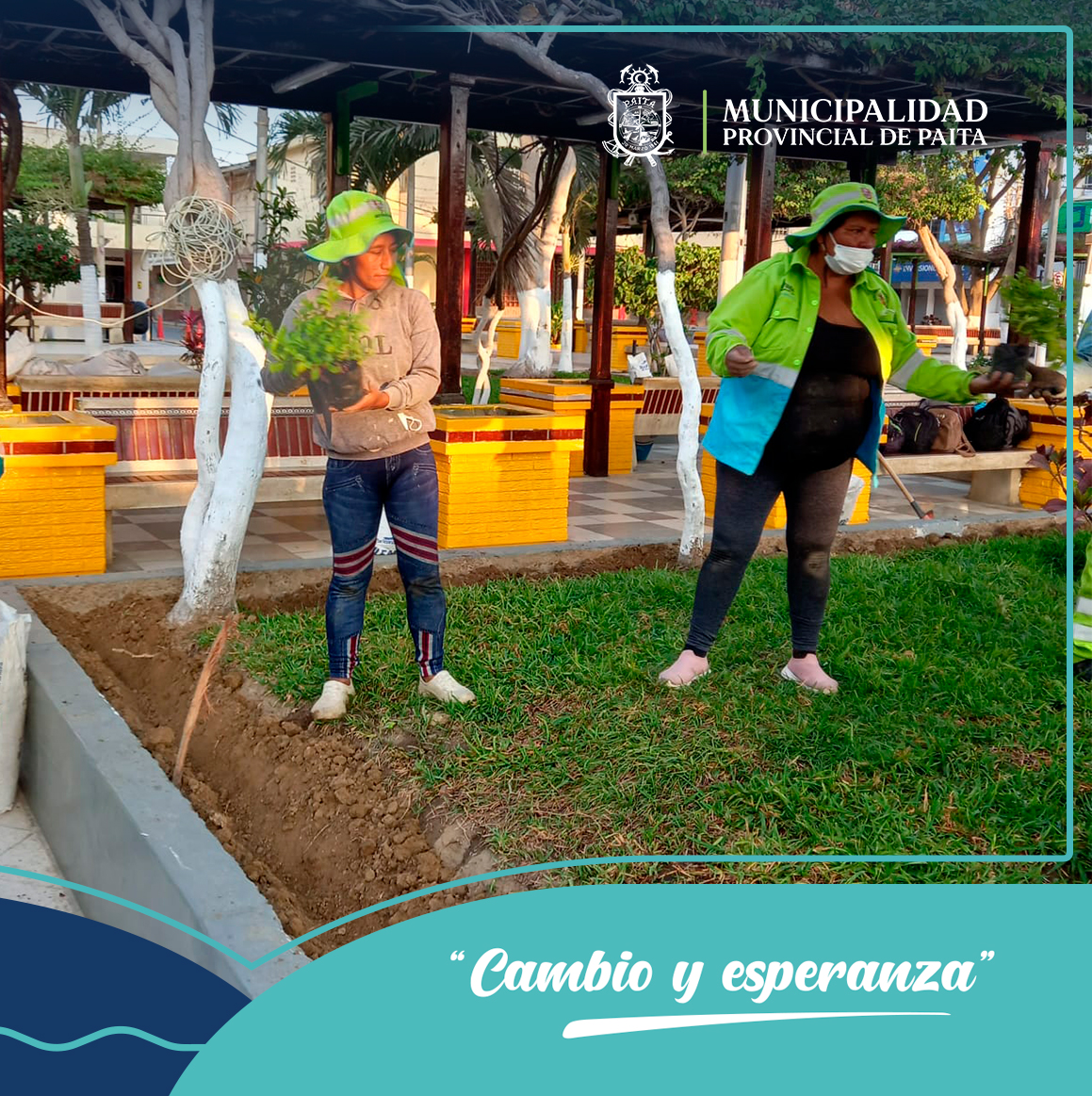 Instalación de 600 plantones de duranta limón en plaza de armas de Paita