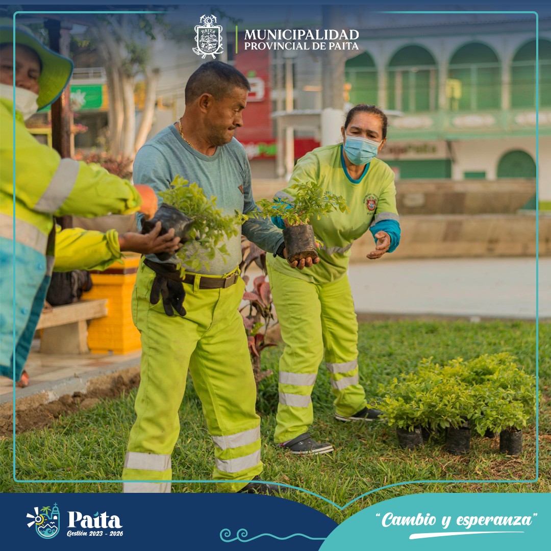 Instalación de 600 plantones de duranta limón en plaza de armas de Paita