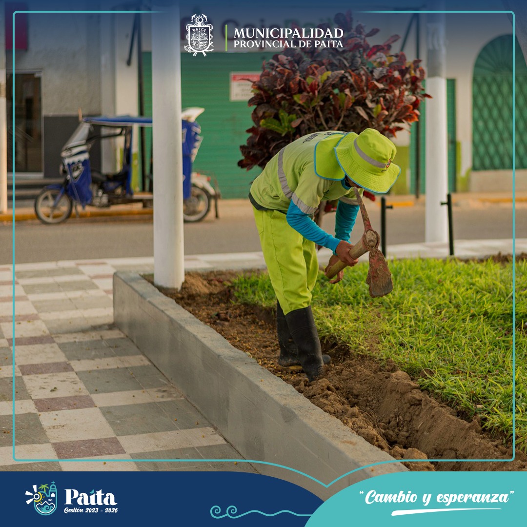 Instalación de 600 plantones de duranta limón en plaza de armas de Paita