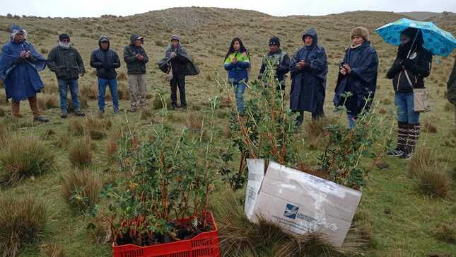 En la imagen, el personal de Medio Ambiente y la comunidad se reúnen alrededor de plántulas en el suelo, listos para plantar árboles durante una jornada de forestación. La escena refleja unidad y acción ambiental, con un enfoque en el proceso de plantación que transformará el entorno.
