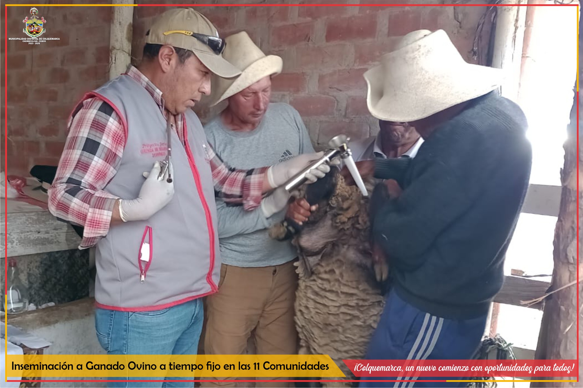 La Municipalidad Distrital de Colquemarca, a través de la Gerencia de Desarrollo Económico Local, viene trabajando en el proyecto "Mejoramiento y Ampliación de los Servicios de Apoyo al Desarrollo Productivo en la Crianza de Ganado Ovino" en las 11 comunidades del distrito.
Desde el proyecto se viene realizando sincronización de celo, inseminación de ovinos, con semen fresco de raza Dorper y raza Hampshire Down en las diferentes comunidades del Distrito, Así mismo para el año siguiente contaremos con 02 reproductores más de razas: Texel y Corriedale, con estas razas, por primera vez, se estará trabajando en el Distrito de Colquemarca.
Desde la entidad seguiremos impulsando la producción ovina, con la inseminación artificial a tiempo fijo, mejorando la genética, fortaleciendo la economía en el Distrito.
¡Colquemarca, un nuevo comienzo con oportunidades para todos!
Prof. Santos Oviedo Ataucuri - Alcalde
Gestión 2023 - 2026