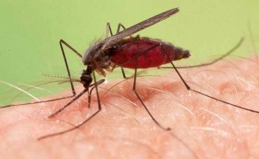 Geresa realiza investigaciones por caso de Malaria en Lambayeque