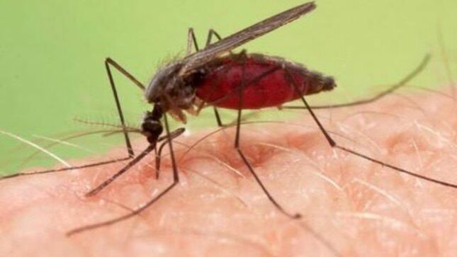 Geresa realiza investigaciones por caso de Malaria en Lambayeque