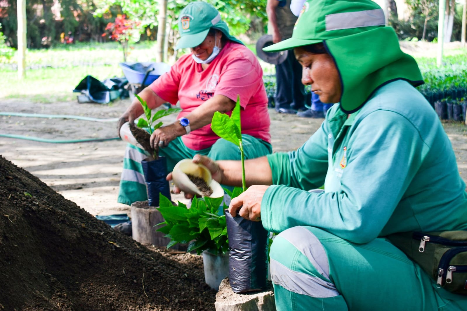 MPCH sembró 27 mil árboles en Chiclayo durante el año 2023