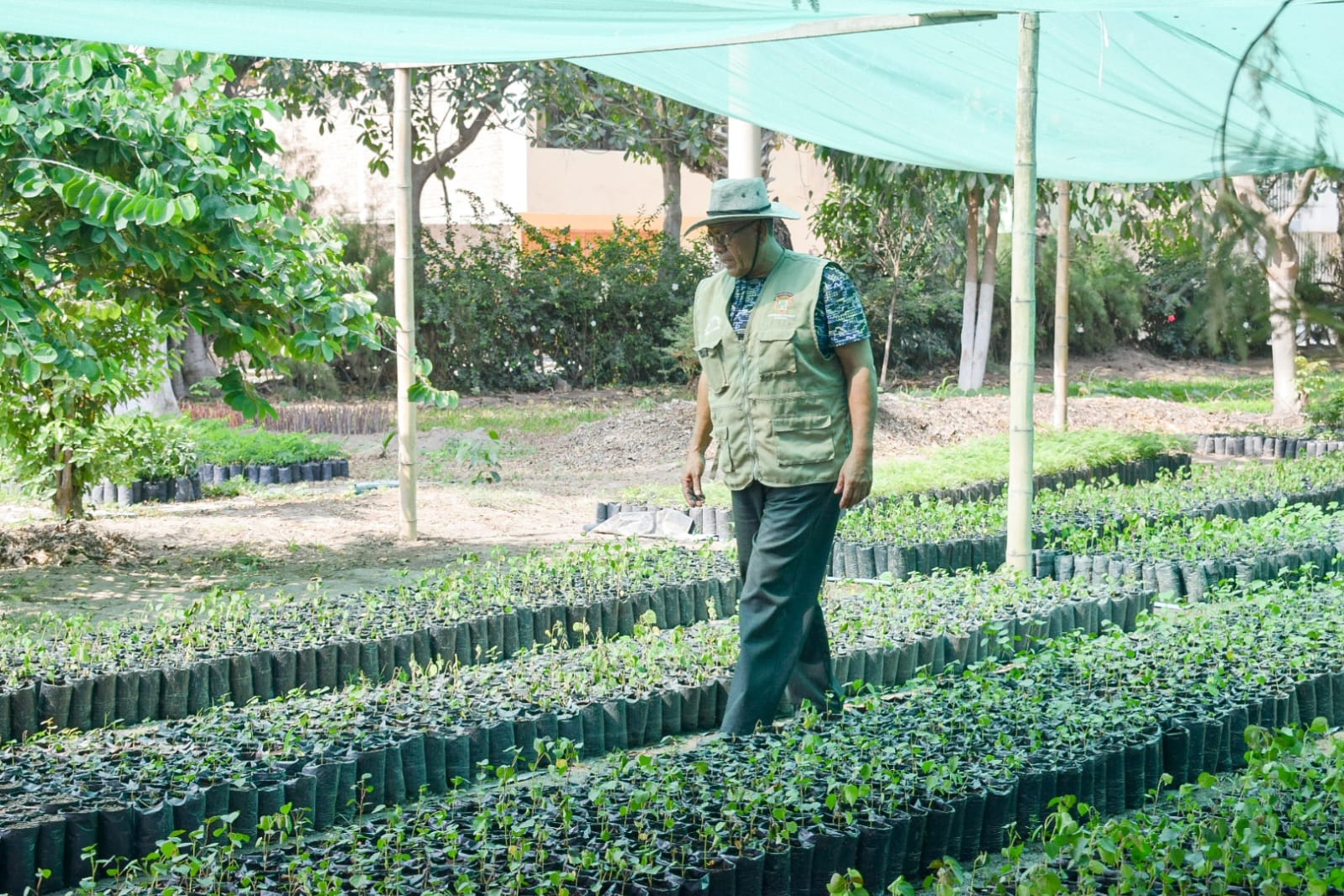 MPCH sembró 27 mil árboles en Chiclayo durante el año 2023