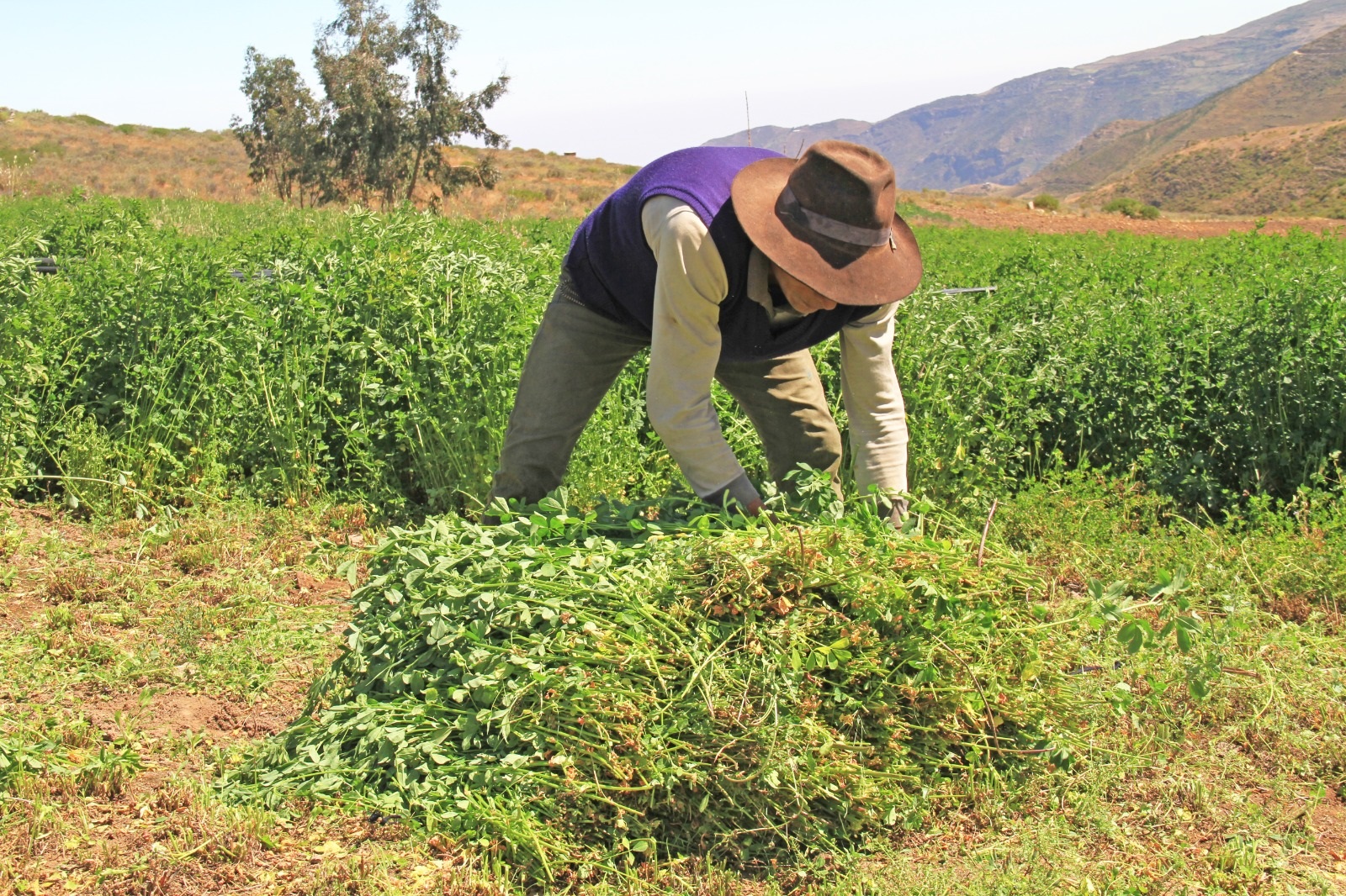 AGRO RURAL