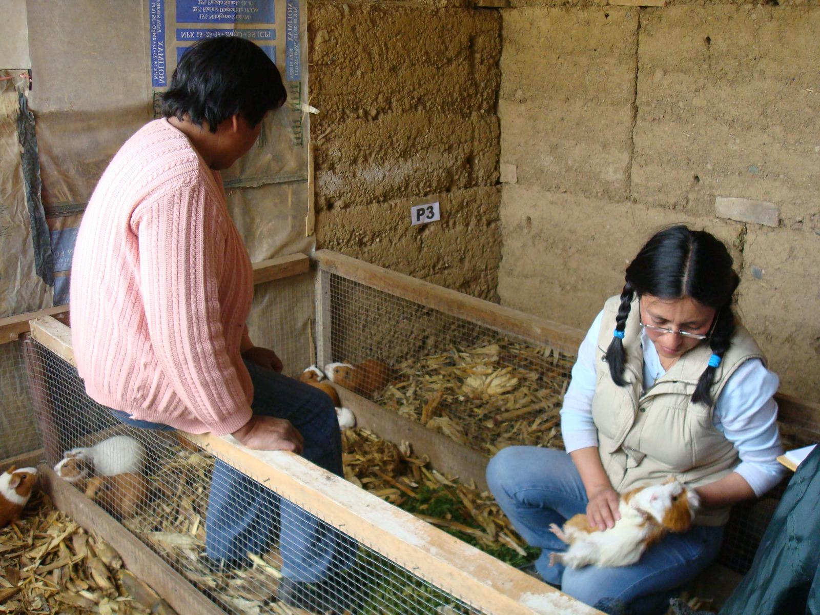 crianza de cuyes en Jauja