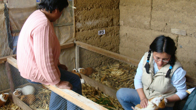 crianza de cuyes en Jauja