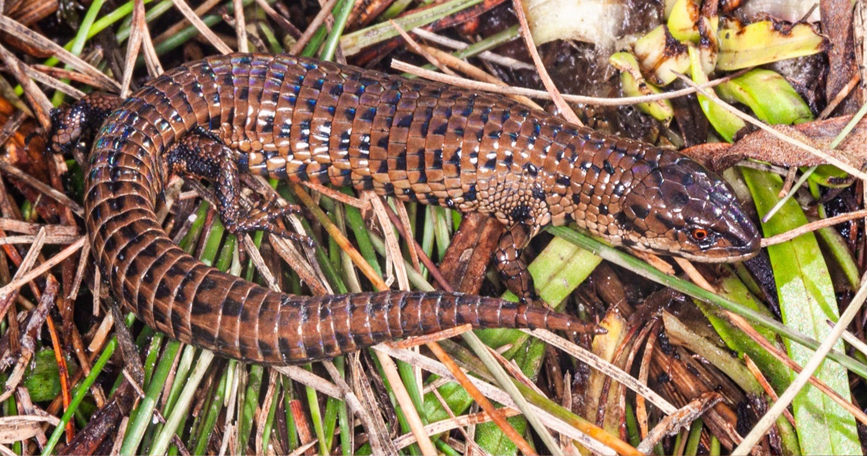 2. P. amazonensis