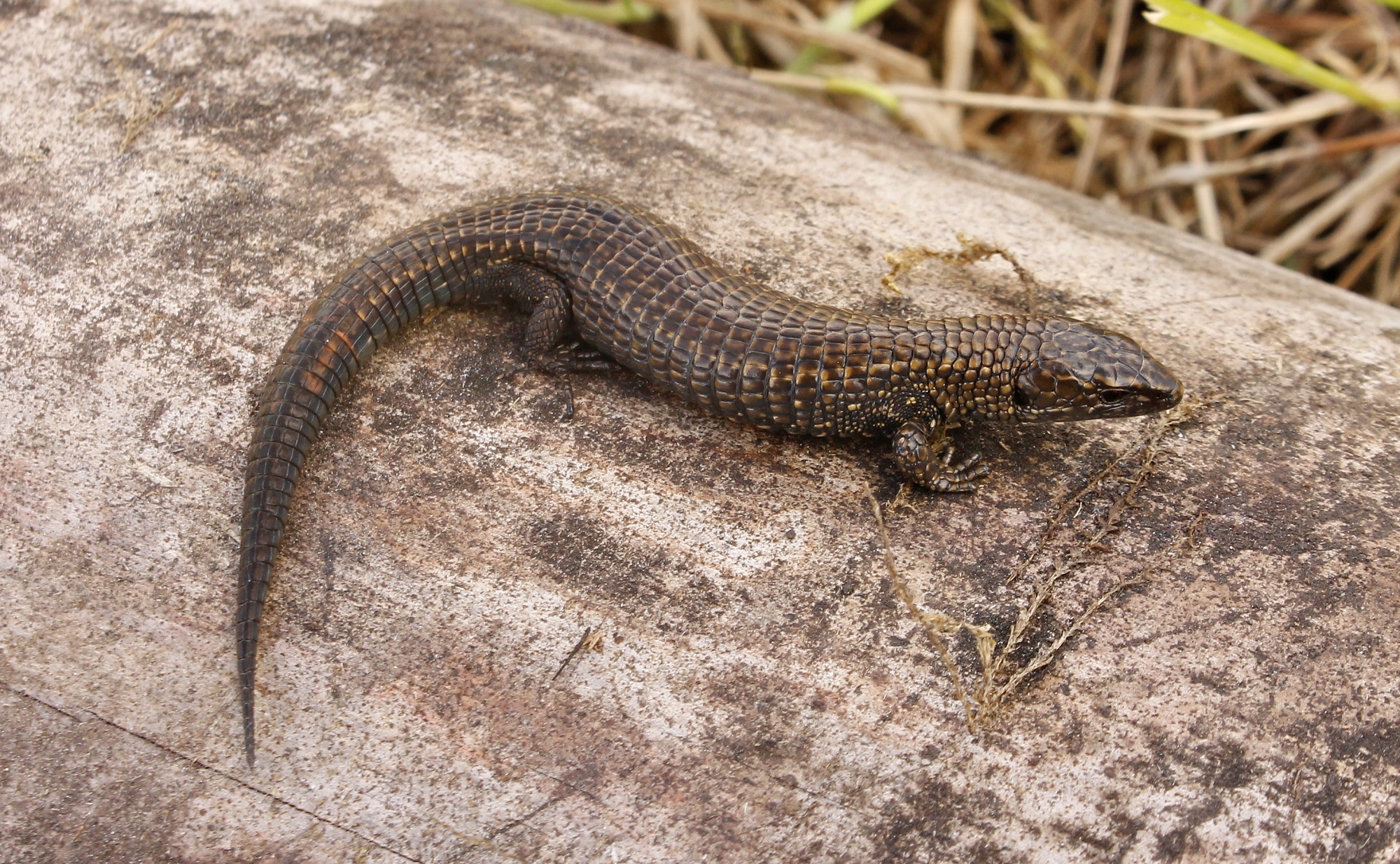 2. P. amazonensis